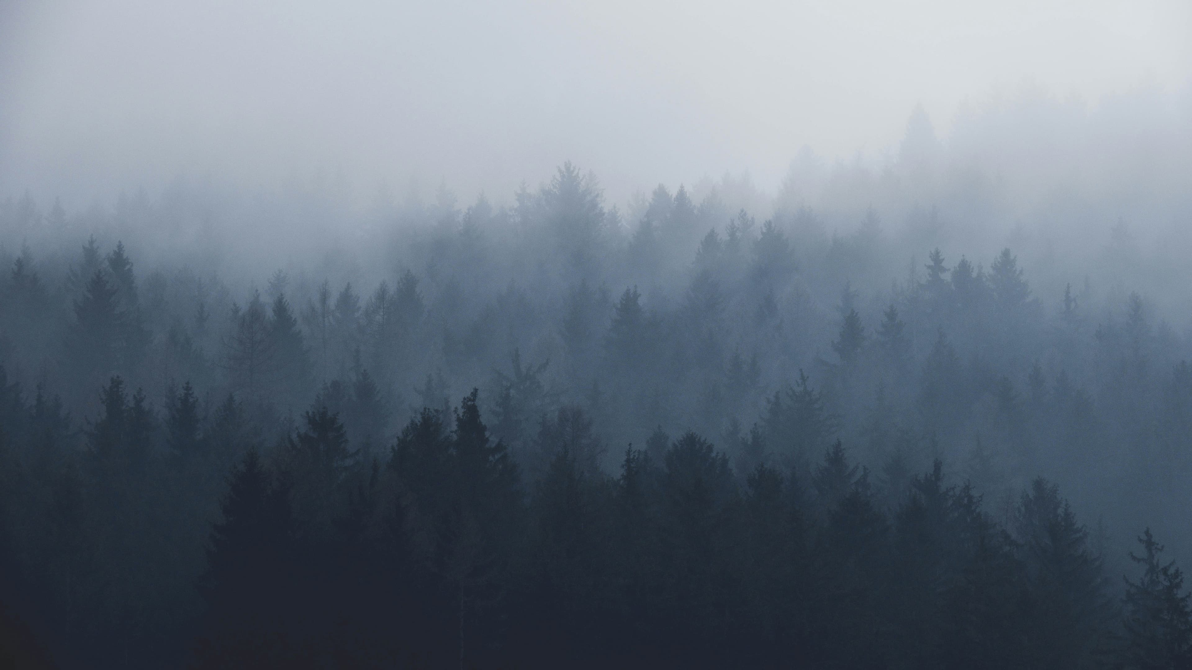 forest background image
